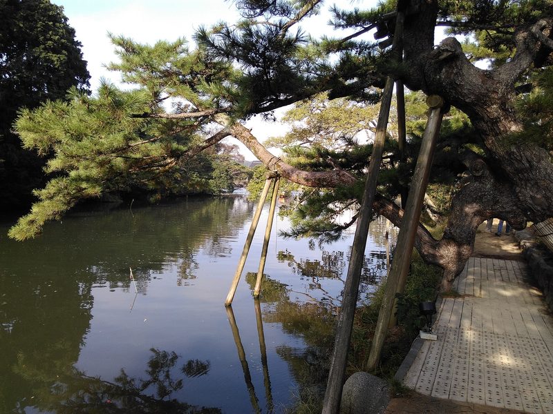 松江城のお堀の水面と、堀沿いの松の木々